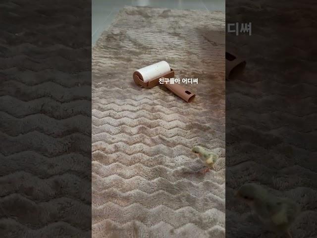 #미니메추리 #미니메추리부화 #미니메추리키우기 #애완동물 #귀여운 #귀염뽀작 #kingquail #quail