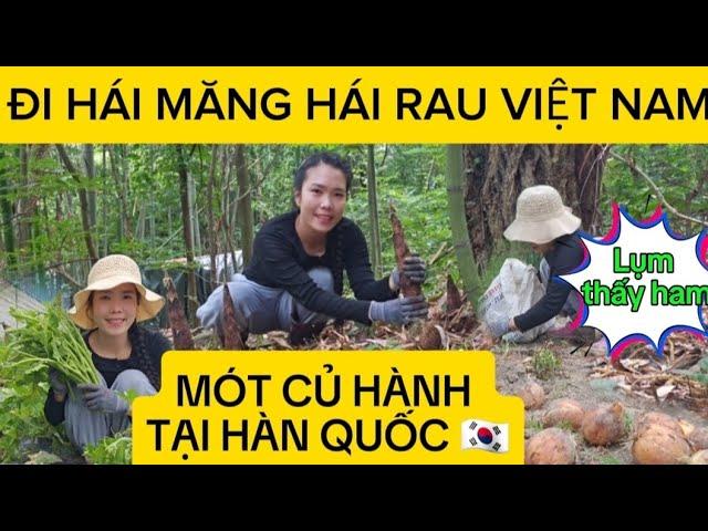 207  ĐI HÁI MĂNG HÁI RAU  VÀ MÓT CỦ HÀNH TẠI HÀN QUỐC