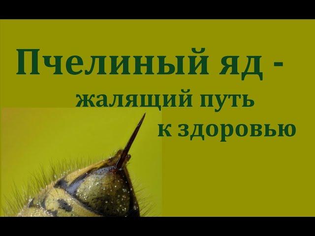 Пчелиный яд - жалящий путь к здоровью