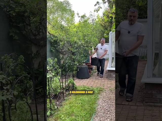 картон В МАЛИННИКЕ #дачныйагроном #садиогород #малина