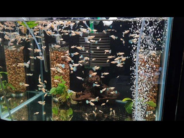 물고기 대이동, 물고기 물맞댐, 인어공주 이사하기, Moving tank for guppy