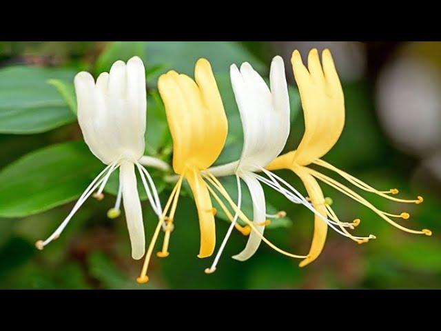 Benefits and Features of Lonicera Caprifolium