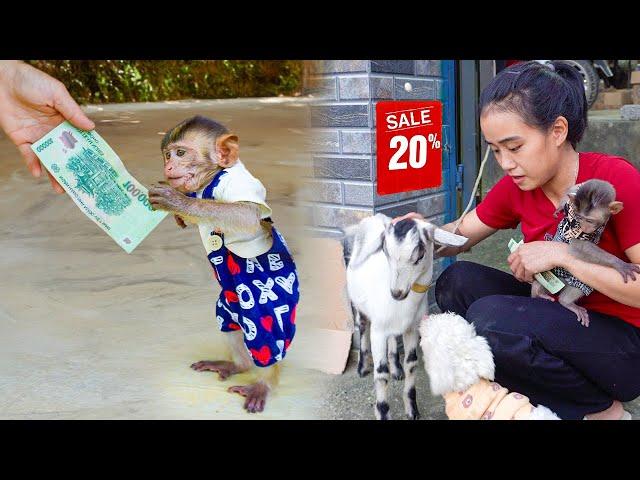 Will They Find the Goat? Monkey MiMi and Mom’s Exciting Rescue Mission!