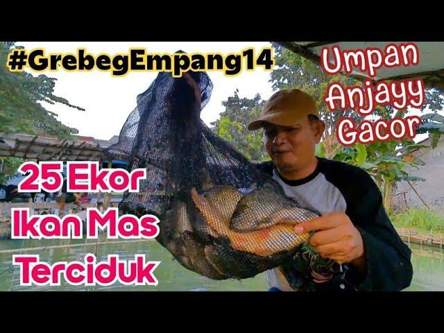 25 Ekor Ikan Mas Terciduk , Gacor Abiss Umpan Anjayy Bikin Ulah di Empang GMM Setu , #grebegempang14