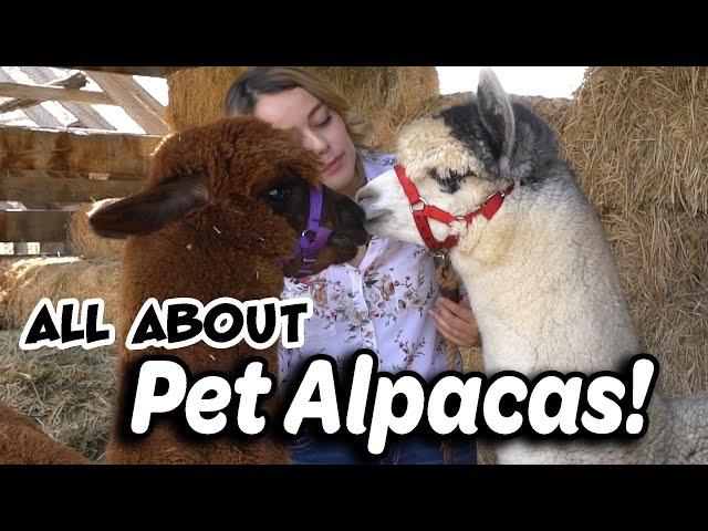 Alpaca Basics for New Owners