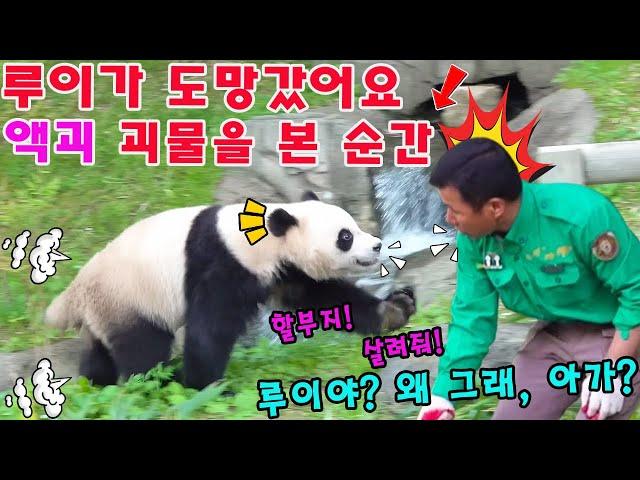 에버랜드 판다월드  태어나서 처음으로, 루이바오 가 액괴를 보고 깜짝 놀라 도망갔어요!!!  할부지는 루이를 안심시키기 위해 바로 달려오셨어 
