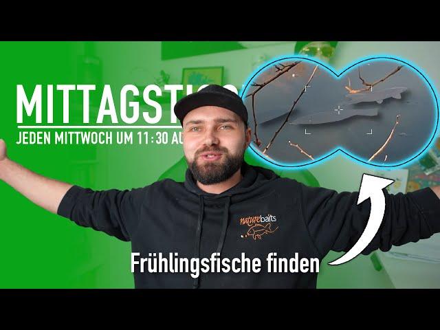  Frühlingsfische finden  | Bloodworms & Zuckmückenlarven 🪱 | Karpfenangeln | Mittagstisch #177