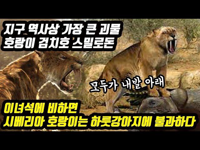 지구 역사상 가장 큰 괴물 호랑이 검치호 스밀로돈 이녀석에 비하면 시베리아 호랑이는 하룻강아지에 불과하다