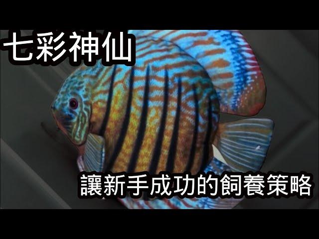 七彩神仙難養嗎? 新手應當採取什麼策略較容易飼養成功? 熱帶魚之王 (中)