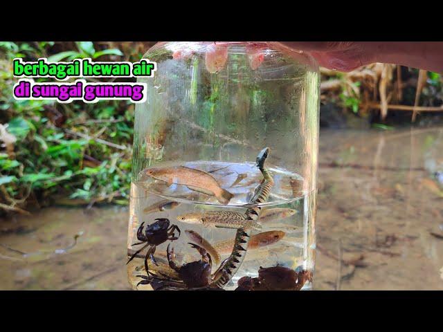 ADA ULAR LORENG  IKAN CHANNA GUPPY LIAR WADER KEPITING HITAM