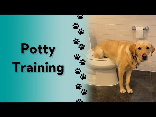 I taught Magnus to pee in the toilet! #short #dog