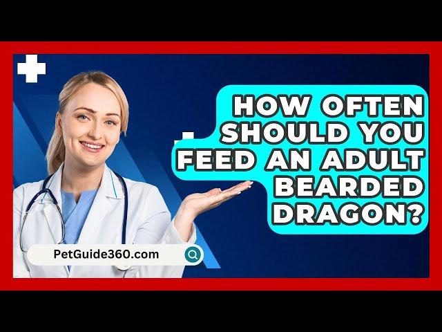 How Often Should You Feed An Adult Bearded Dragon? - PetGuide360.com