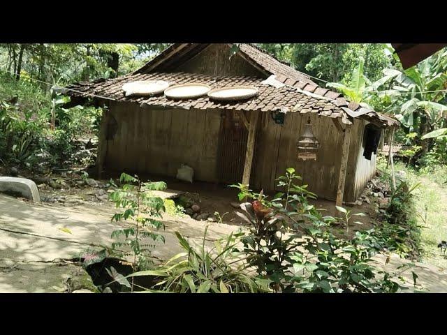 Wow...Asli Kampung  Suku Pedalaman Desa Terpencil Di Jawa Tengah 