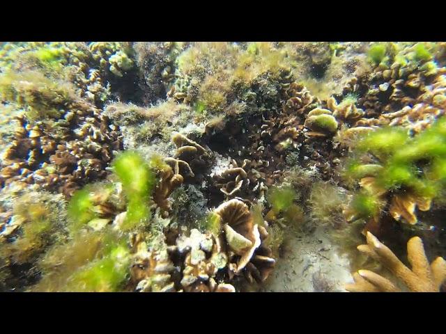 Snorkeling in Canigao Island Philippines #phillipines #snorkeling