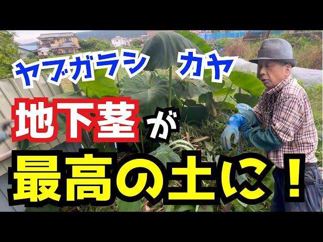 【登録者1万人記念③】畑の地下茎ゴミがフワッフワの自然堆肥に生まれ変わる方法。ヤブガラシ、カヤ対策。