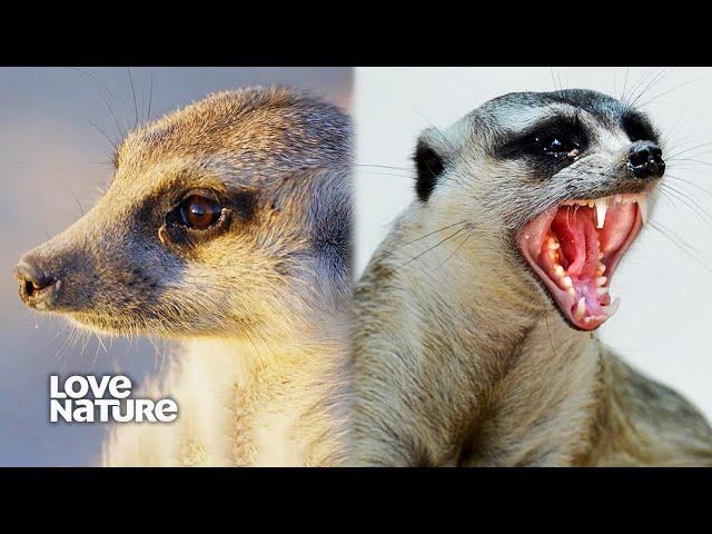 Meerkats Can be Menacing When Provoked | Wildlife Icons 104