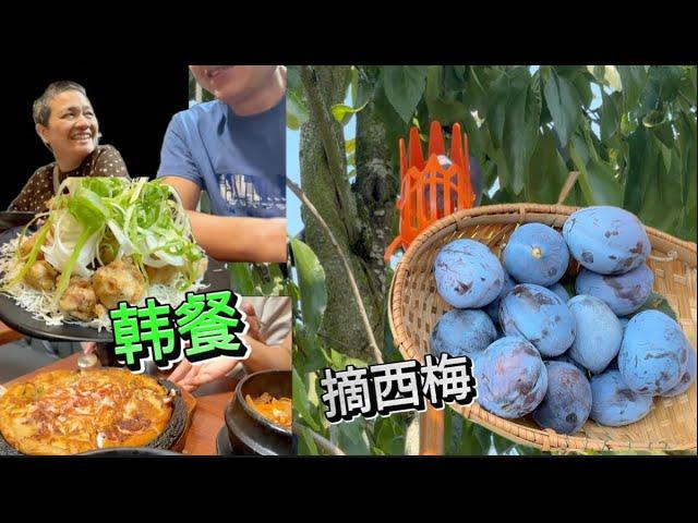 梅子成熟 摘小半箱 品尝这家不错的韩餐馆【Garden Time 田园生活分享】2024 9