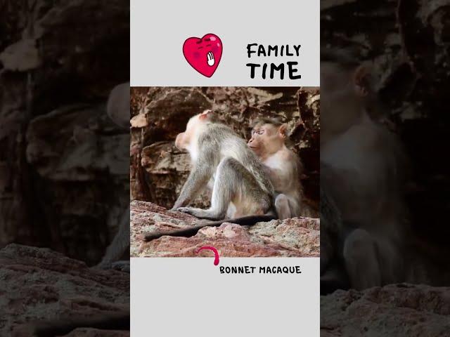 Family Time... | Bonnet Macaque Monkeys