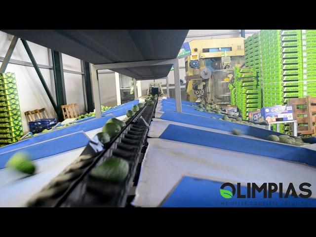 OLIMPIAS S.A. | Grading and sorting line for avocado.