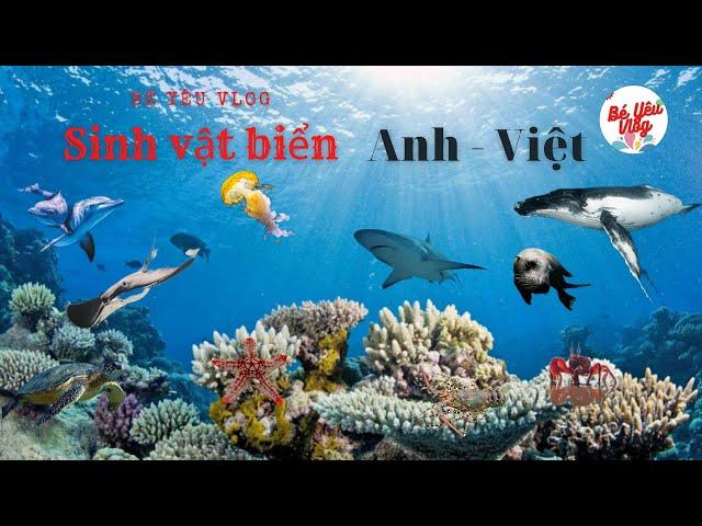 Các con vật bằng tiếng Anh || phần 3 ( sinh vật biển )