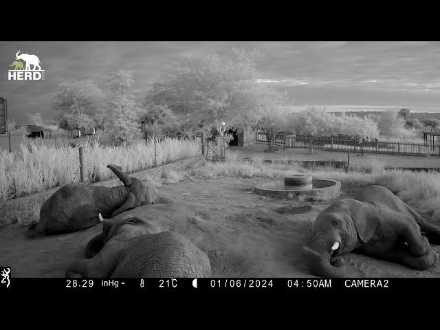 Sleepy Evenings at the Elephant Homestead with Lundi, Mambo and Jabulani 