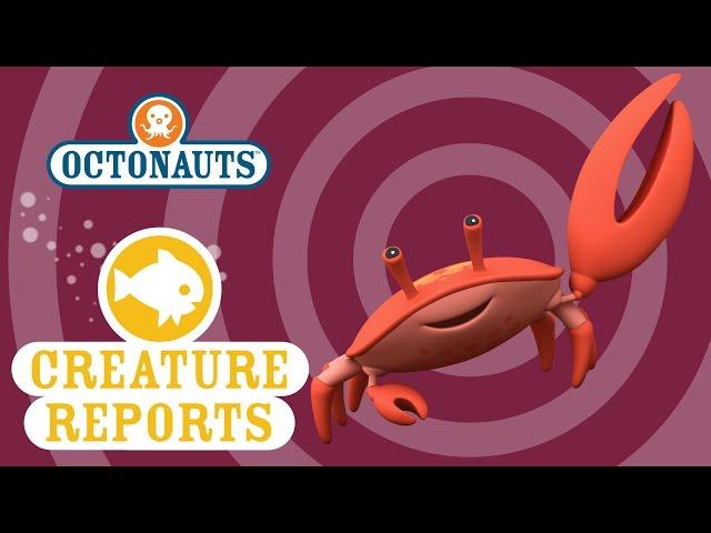 Octonauts: Creature Reports - Fiddler Crab