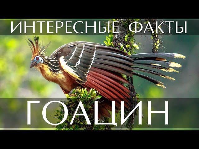 Гоацин - интересные факты