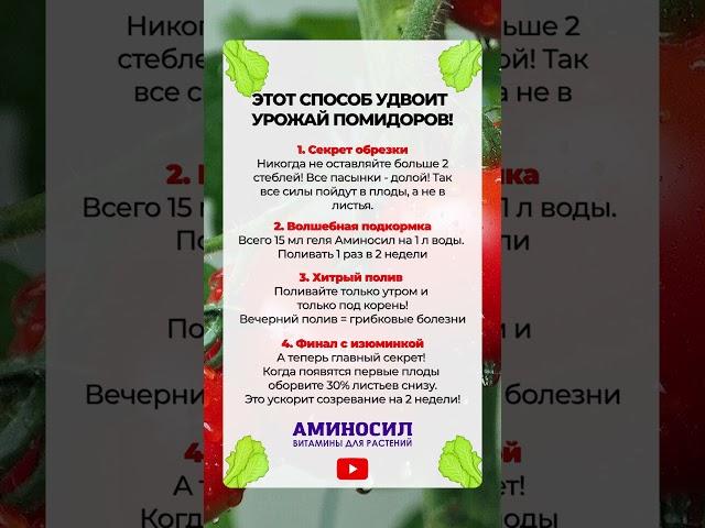ЭТО удвоит ваш урожай помидоров! #садоводство #огород #помидоры