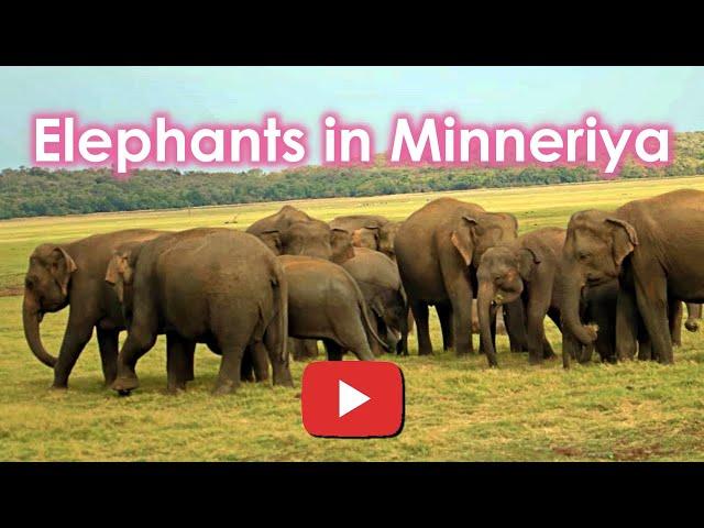 Explore Sri Lanka ~ The Largest Gathering of Asian Elephants ~ Minneriya Elephant Gathering