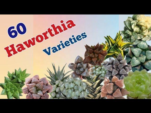 60 Haworthia varieties ||Haworthia varieties with names.