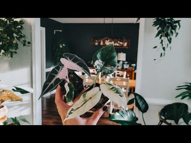 Rare Variegated Plant Unboxing. Variegated Bambino. Variegated Dragon Scale. Plant Mail. Plant Unbox