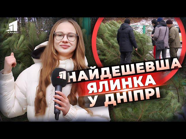 ДЕШЕВШЕ, ніж на ринку! Де у Дніпрі купити екологічну ялинку за МІНІМАЛЬНОЮ ціною? Відповідь тут