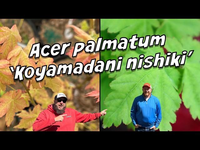 Japanese Maple Acer palmatum 'Koyamadani nishiki' | MrMaple Show