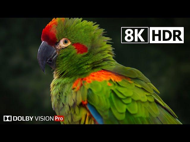 Real HDR 8k 60fps Dolby Vision® |
