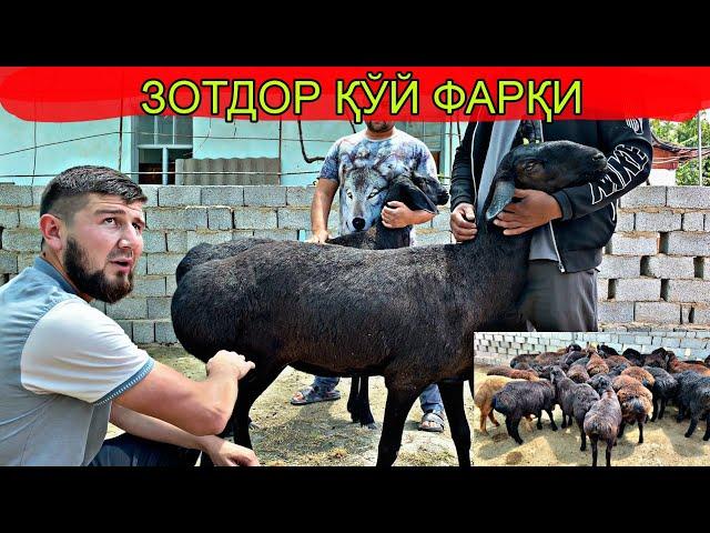 КУЙ БОКИШ СИРЛАРИ ЗОТТОРЛАРИ НИ АЖАРТИШ