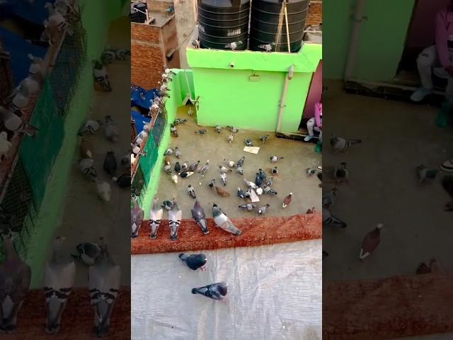 my pigeon is my love #pigeon #pigeontraining #viral #youtubeshorts #kabutar #kabutarbazi