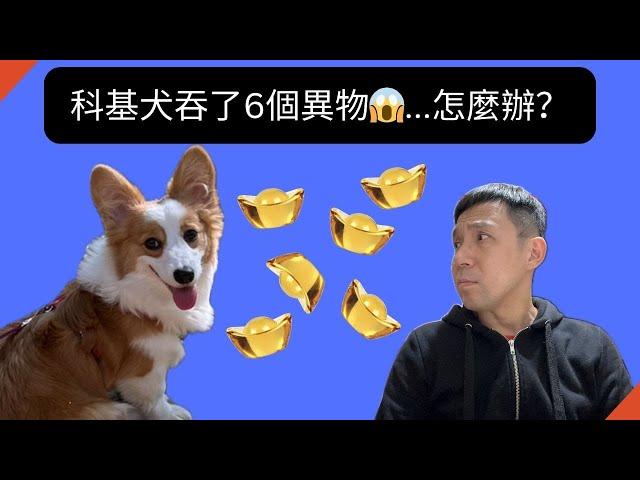 吞了6顆異物的科基~該怎麼辦？