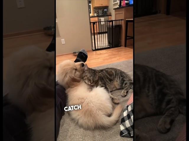 Their dog and cat have become best friends ️