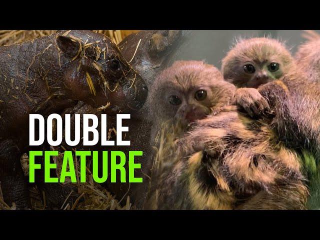 Pygmy Hippo Calf and Pygmy Marmoset Babies — ZooBorns Double Header