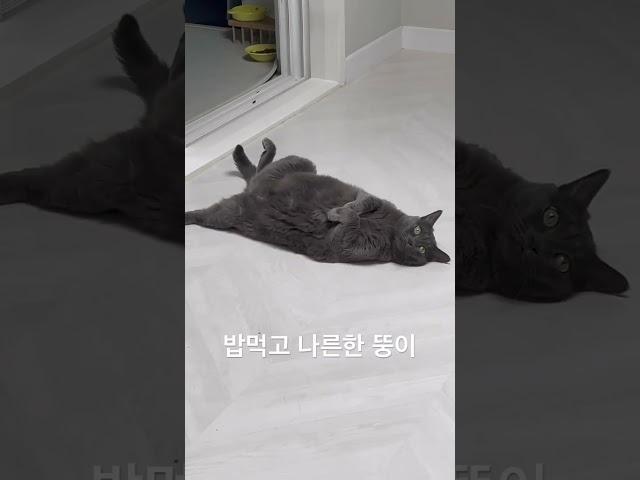 밥먹고 나른한 뚱이