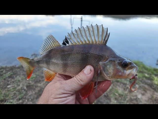 Fishing The Top End Of Lake Buffalo