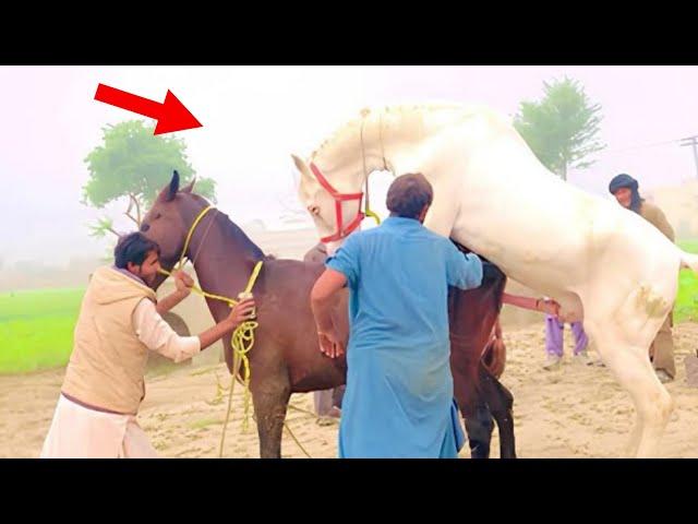 Horse meet cross  video/horse breeding process