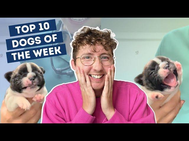 Puppy Throws Adorable Tantrum | Top 10 Dogs of the Week!