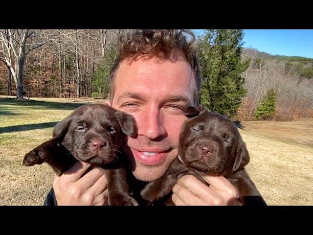 THIS IS WHAT LIFE IS LIKE WITH 13 CHOCOLATE PUPPIES 