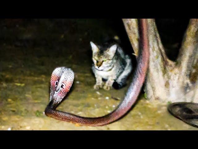 When Snakes Mess With The Wrong Cat.