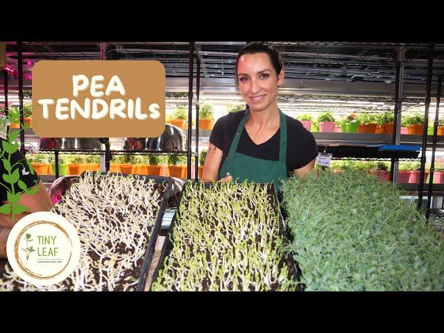 How to grow pea tendrils like a pro