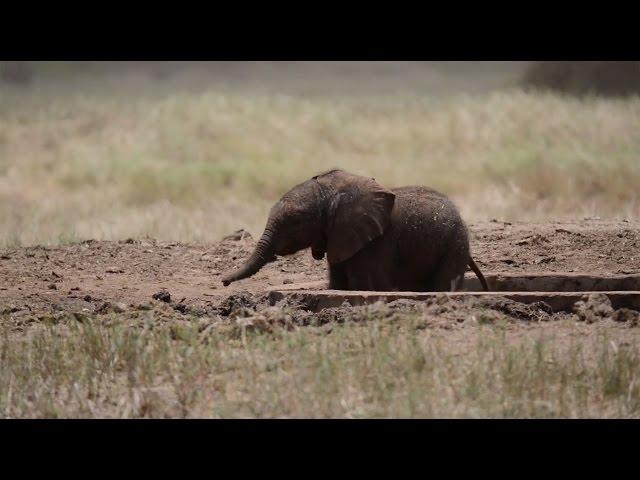 baby elephant rescue