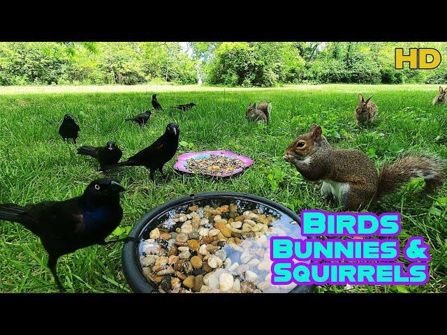 Entertain your Pets | 10-Hour Dog & Cat TV | Bunnies , Birds  & Squirrels | Background Ambience