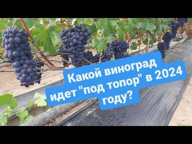 Какие сорта винограда не прошли испытания на нашем участке! Беларусь. Острошицкий городок.