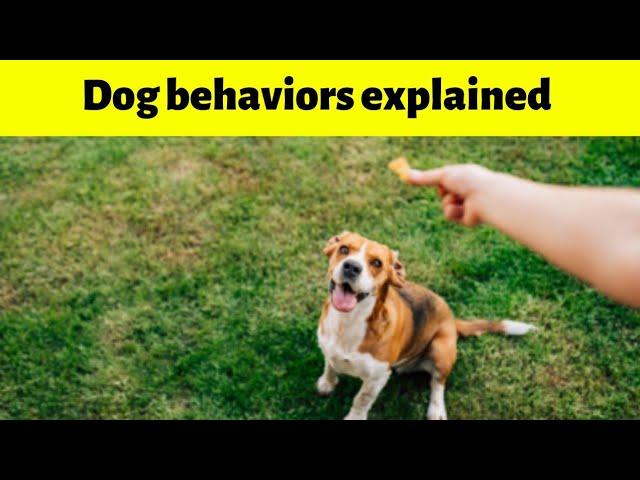 Dog behaviors explained